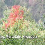 C.Valsenio-S.Giacomo,Mercatale,Rivacciola-4